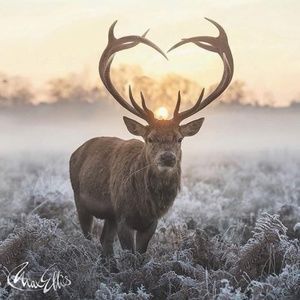 Meet your Posher, Ana